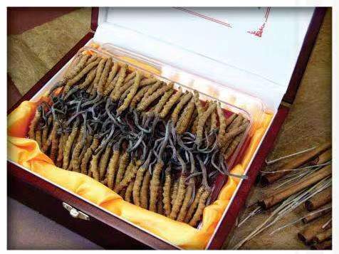 潭门镇冬虫夏草回收